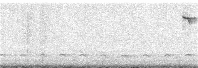 Тиран-крихітка чорноголовий - ML311474661
