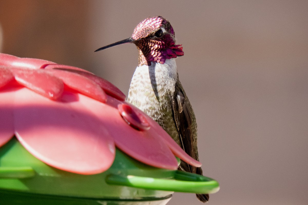 Anna's Hummingbird - Trevor Zook