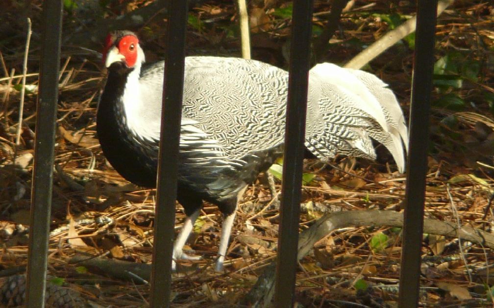 Silver Pheasant - Bill Pranty
