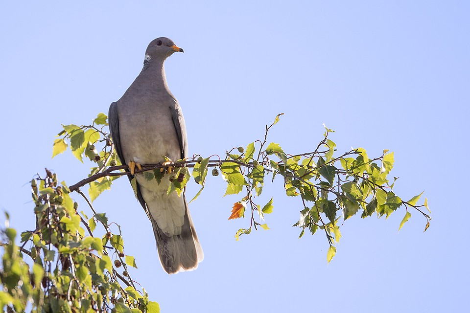 Band-tailed Pigeon - Jeff Dyck
