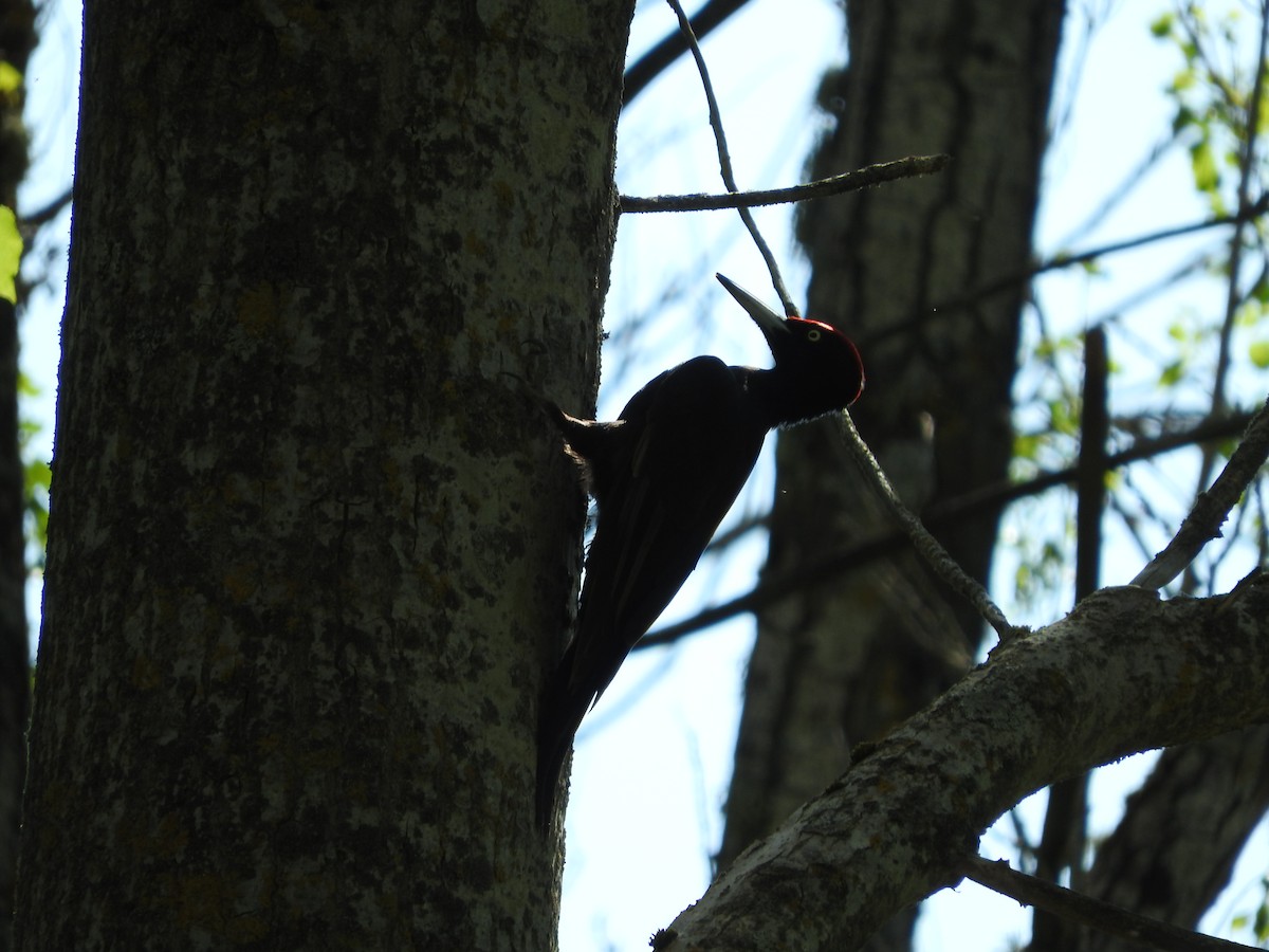 Black Woodpecker - Eneko Azkue