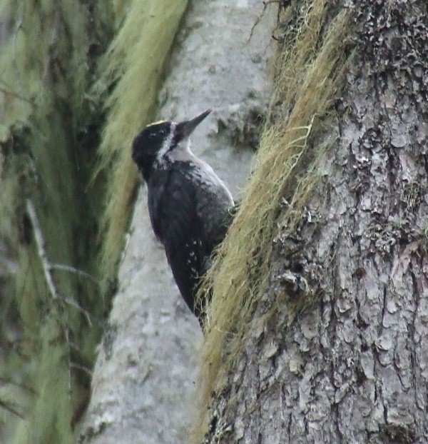Black-backed Woodpecker - ML311493901