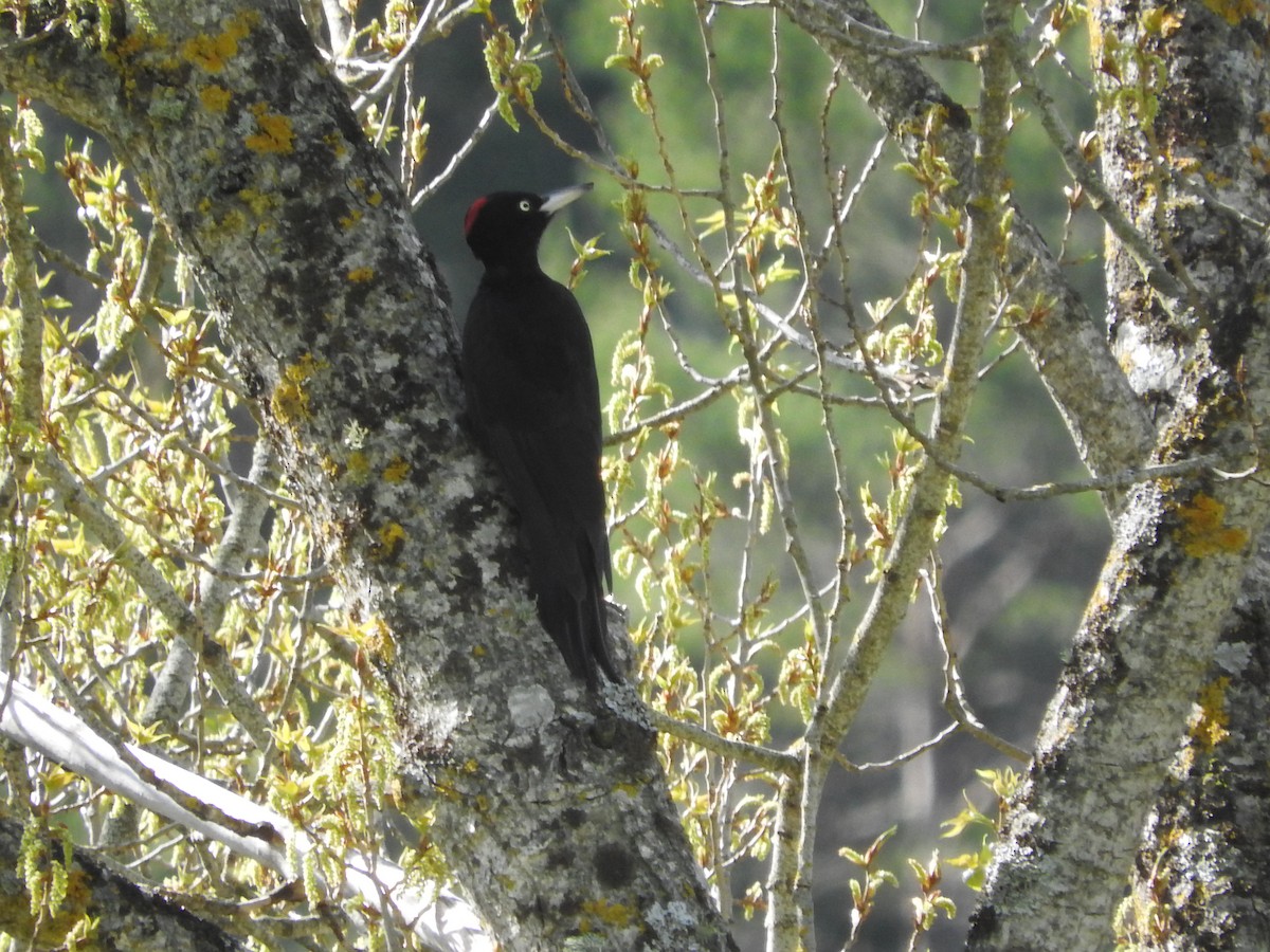 Black Woodpecker - ML31149511