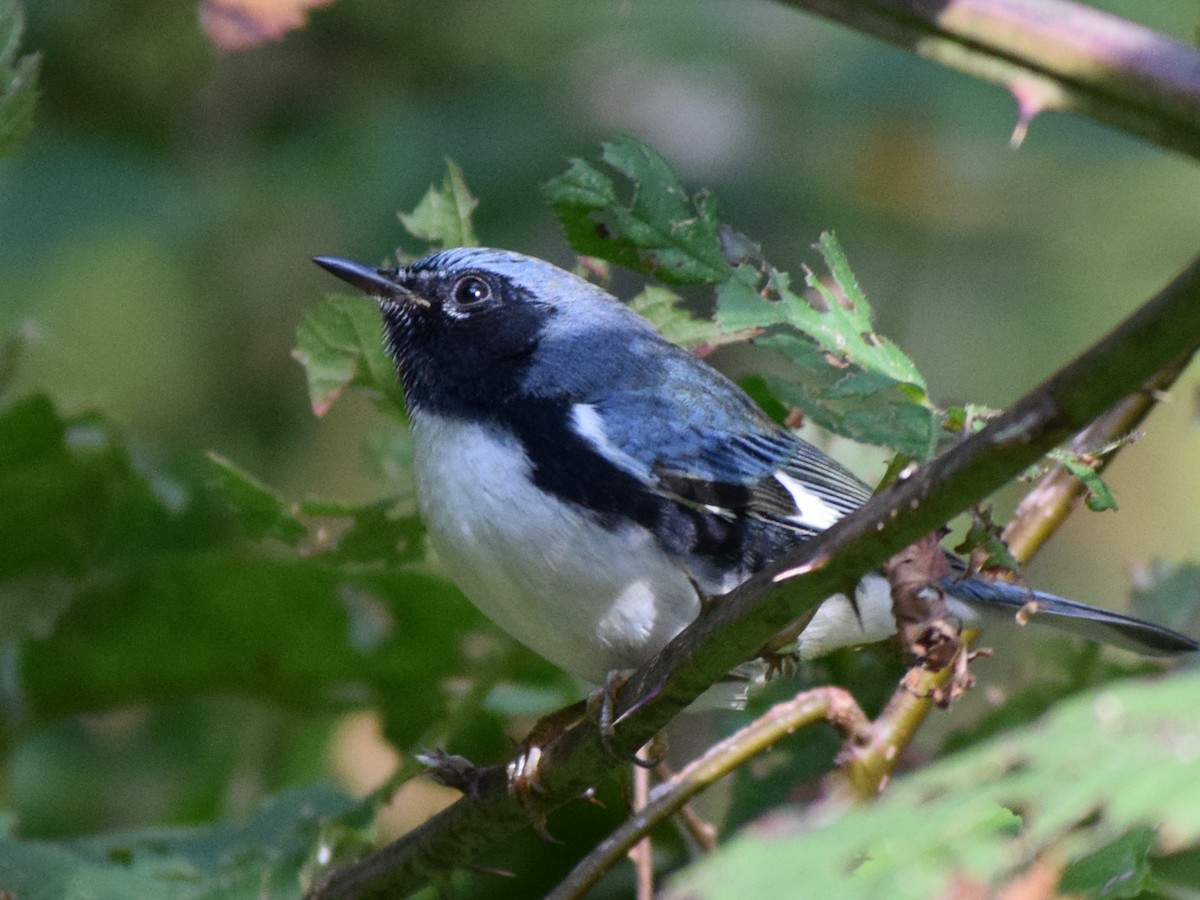 Black-throated Blue Warbler - Jordan Parham