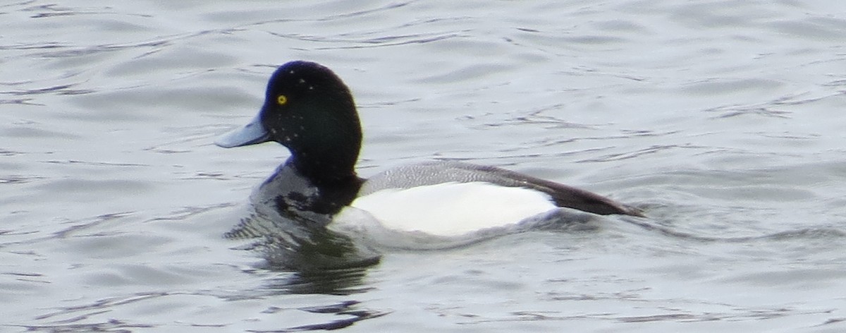 Greater Scaup - ML311498631