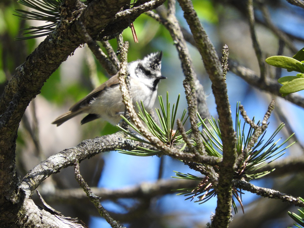 Crested Tit - ML31149971