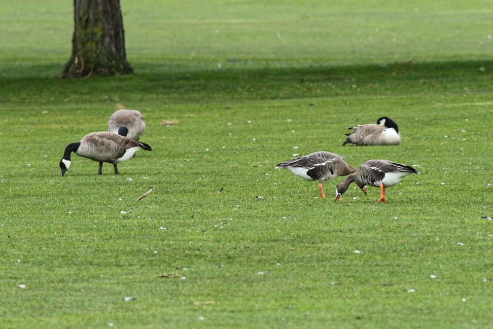 Greater White-fronted Goose - ML311511391