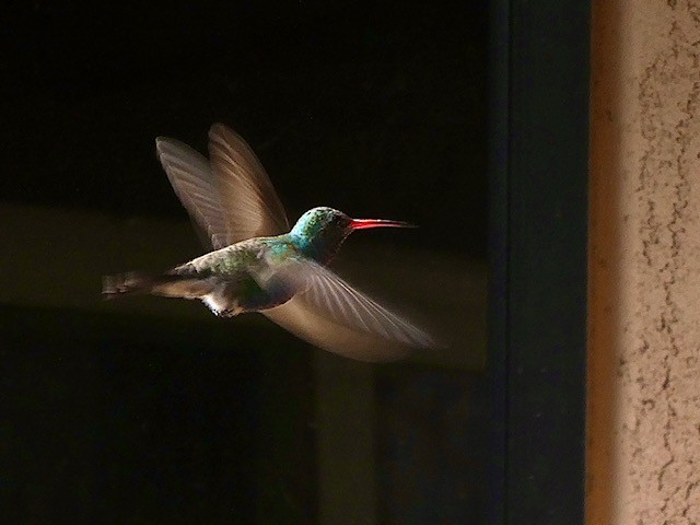 Broad-billed Hummingbird - ML311515541