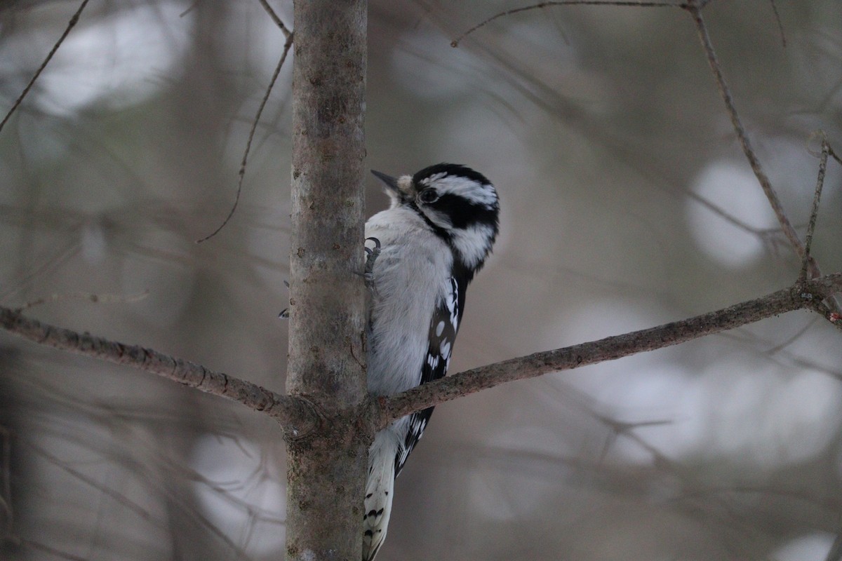 Downy Woodpecker - Laurie Parent