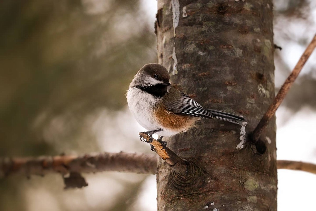 Boreal Chickadee - Laurie Parent