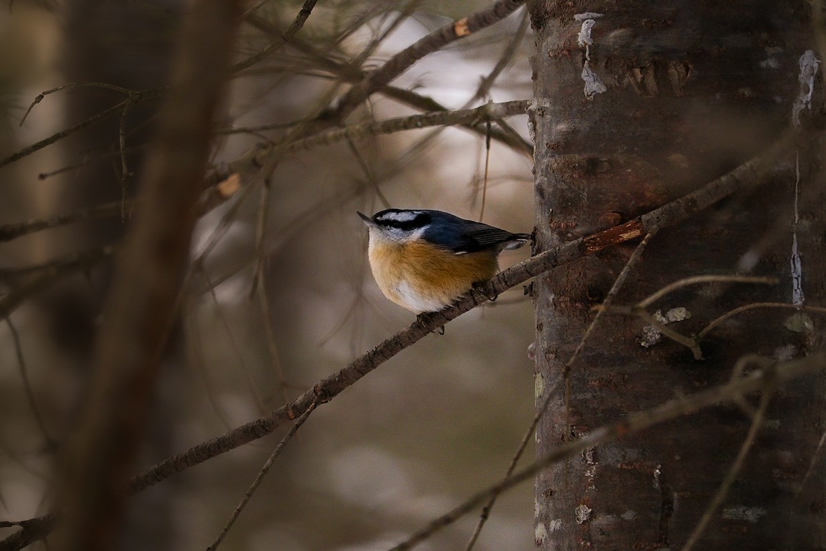 Red-breasted Nuthatch - ML311517351