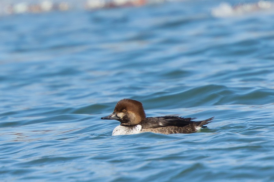 Common Goldeneye x Hooded Merganser (hybrid) - eBird