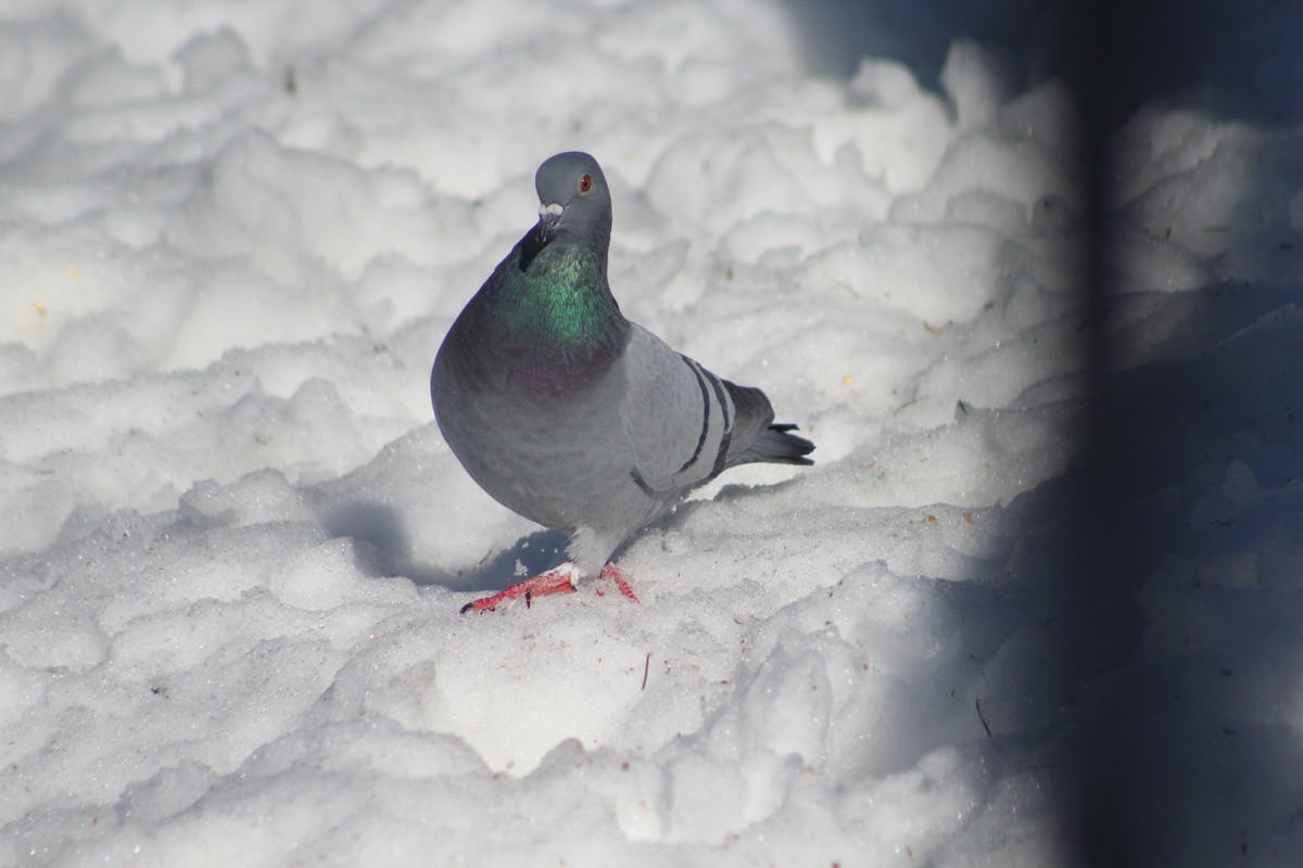 Rock Pigeon (Feral Pigeon) - Susan Boyce