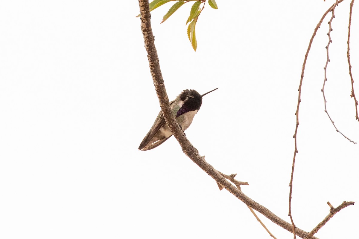 Costa's Hummingbird - ML311521711