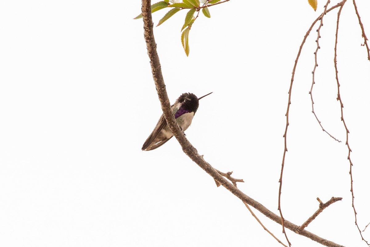 Costa's Hummingbird - ML311521721