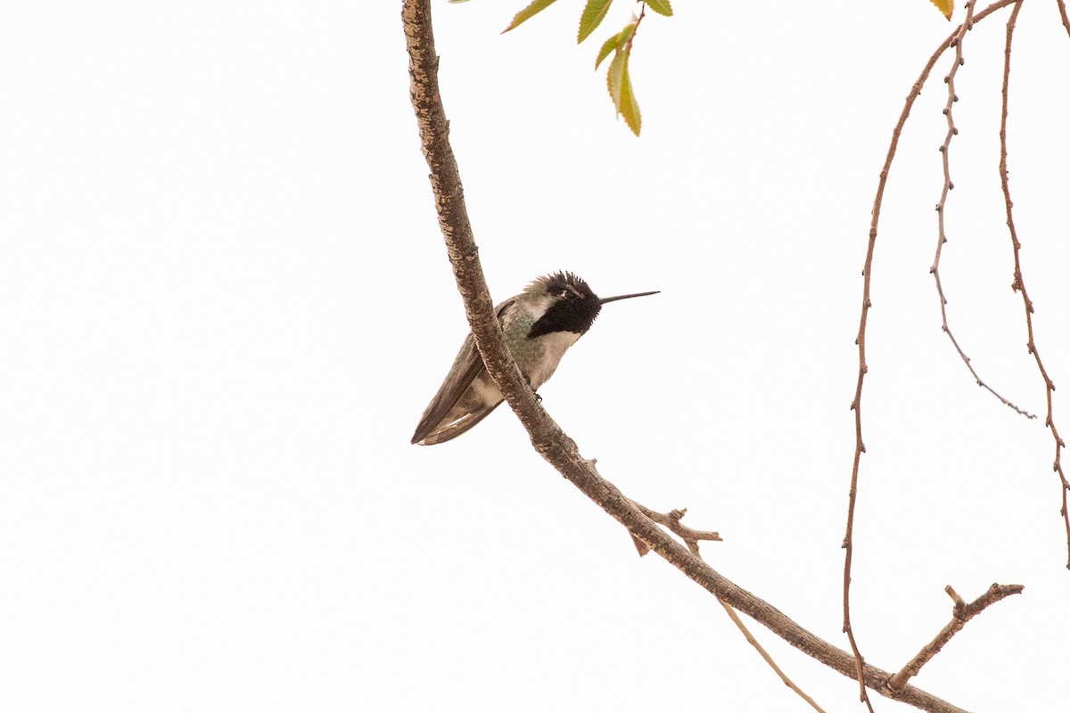 Costa's Hummingbird - ML311521731