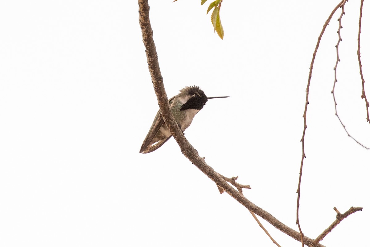 Costa's Hummingbird - ML311521751