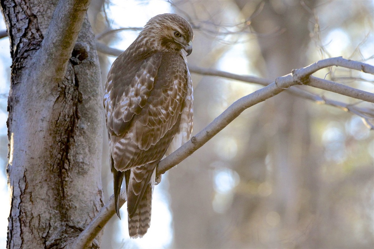 Red-tailed Hawk - Vickie Baily
