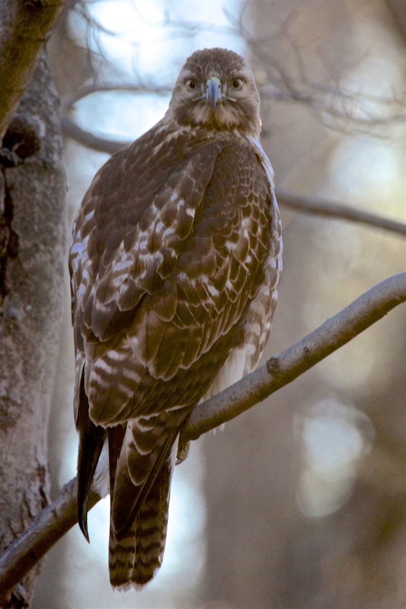 Red-tailed Hawk - ML311523231