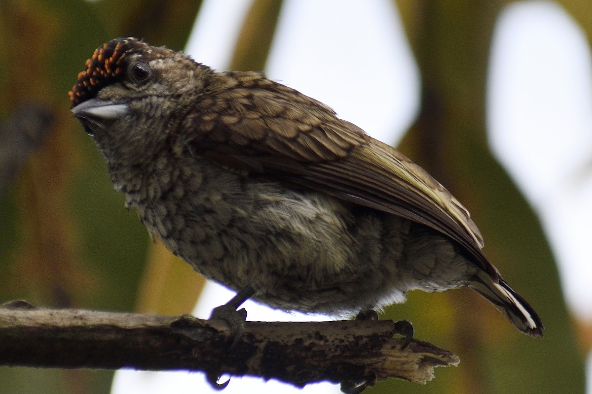 Scaled Piculet - ML311524611