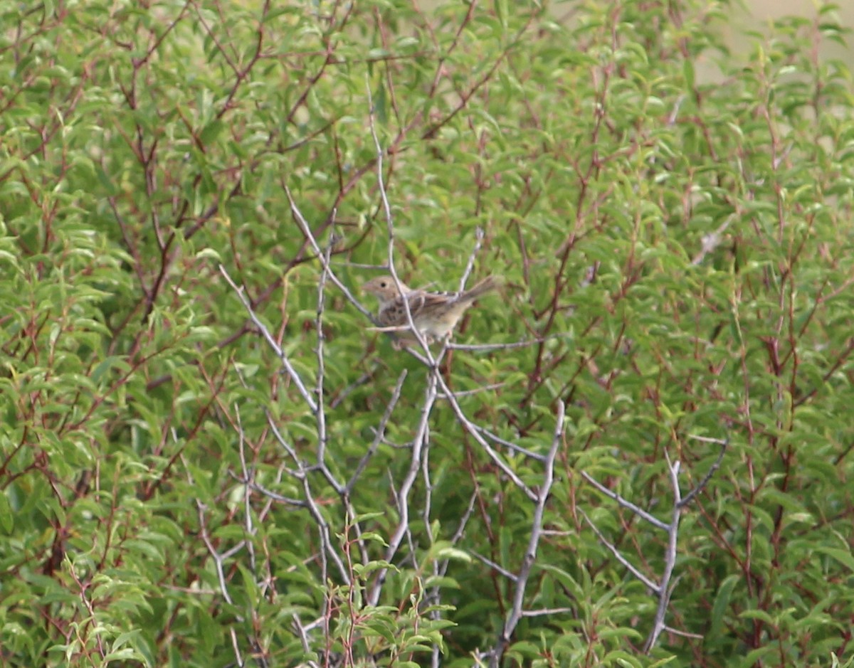 Grasshopper Sparrow - ML31152641