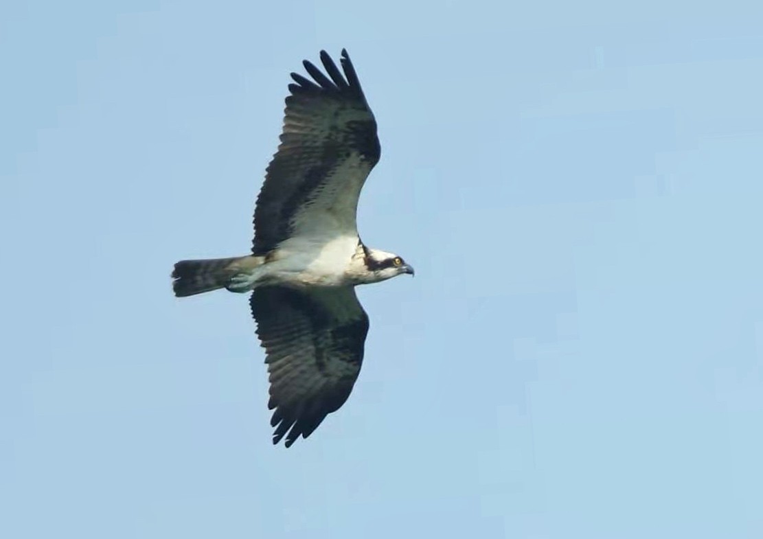 Águila Pescadora (haliaetus) - ML311529531