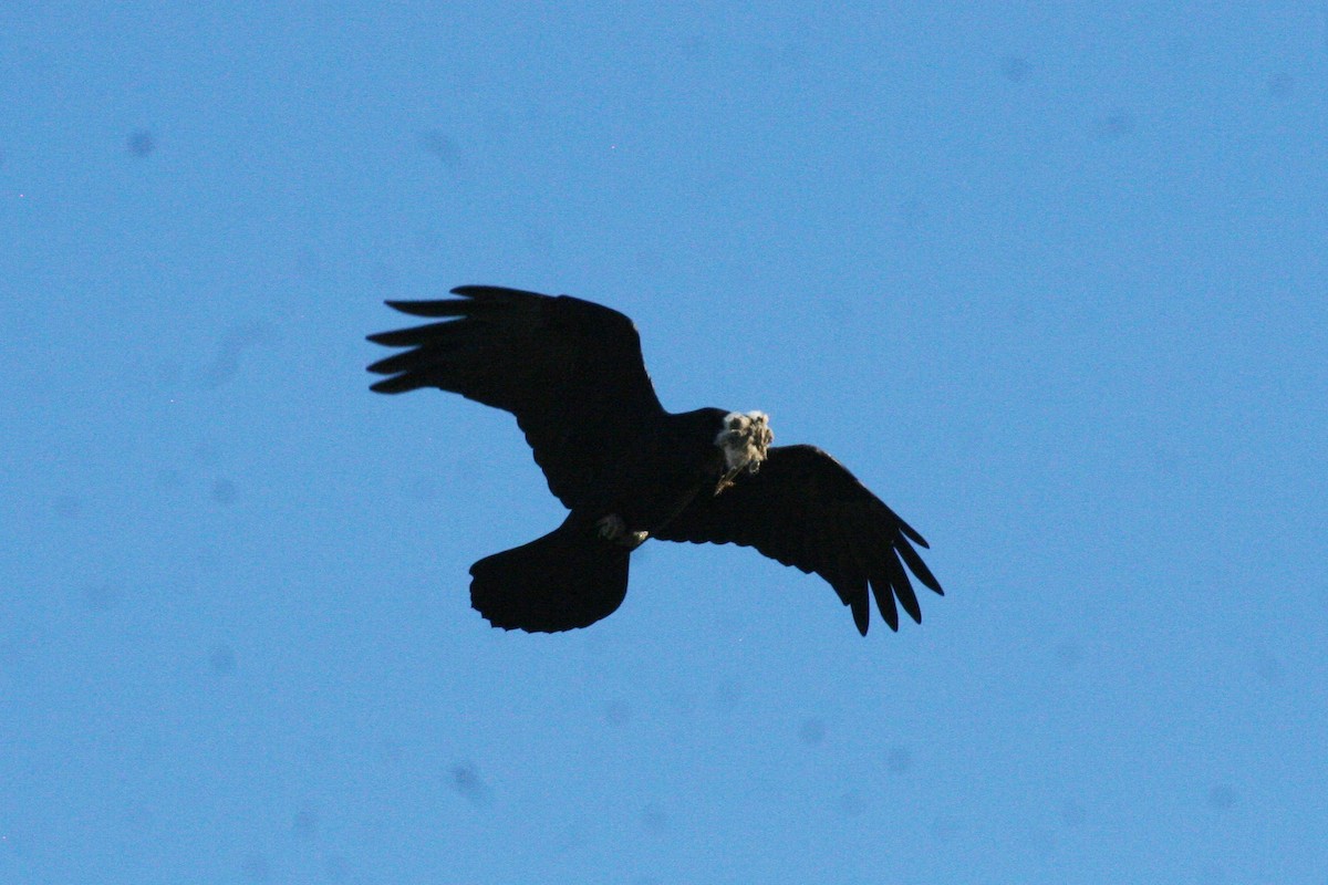 Common Raven - ML311529591