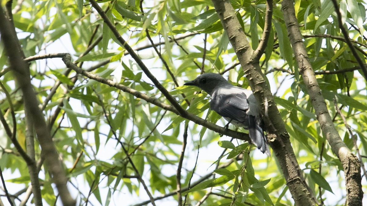 Black-winged Cuckooshrike - 浙江 重要鸟讯汇整