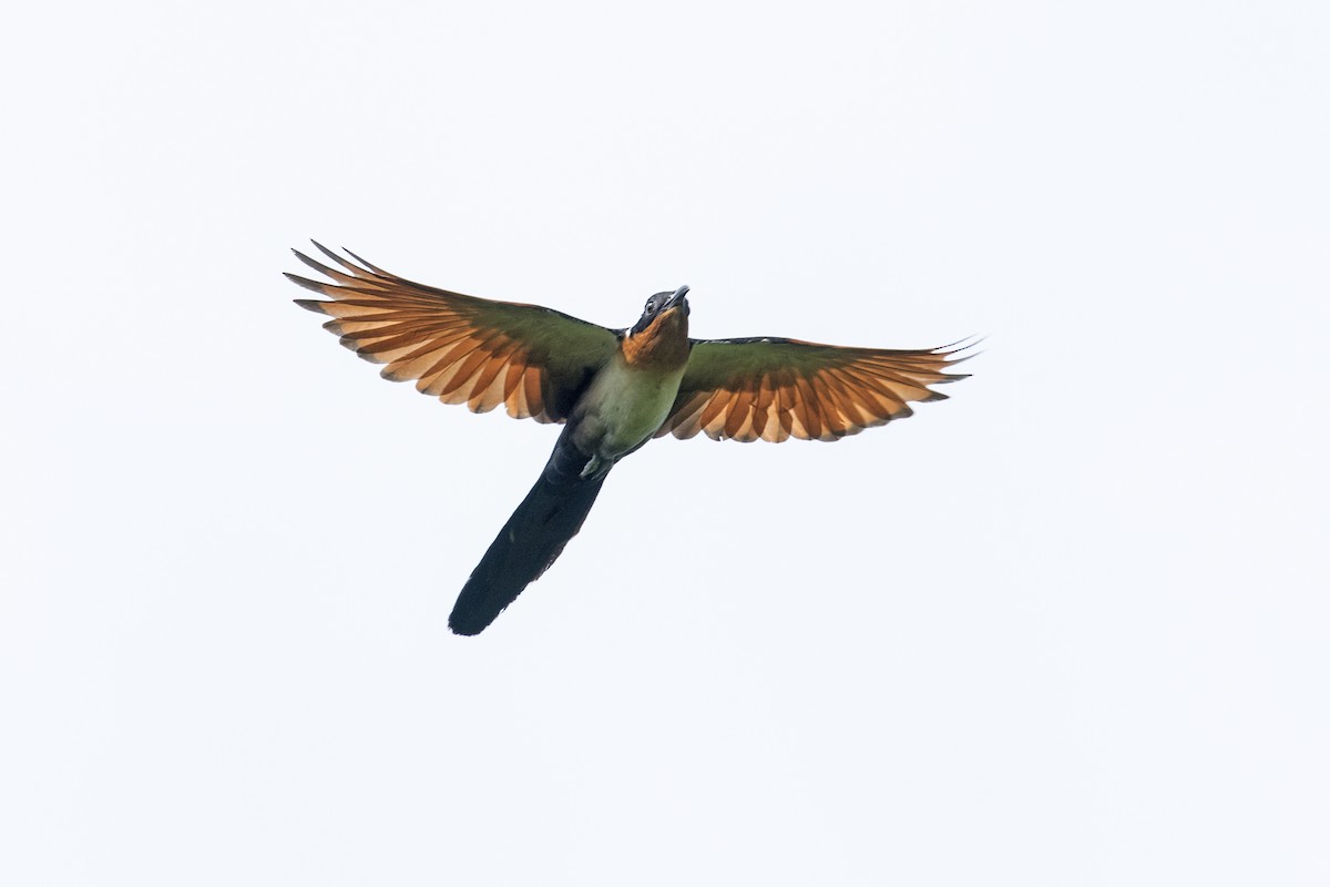 Chestnut-winged Cuckoo - 浙江 重要鸟讯汇整