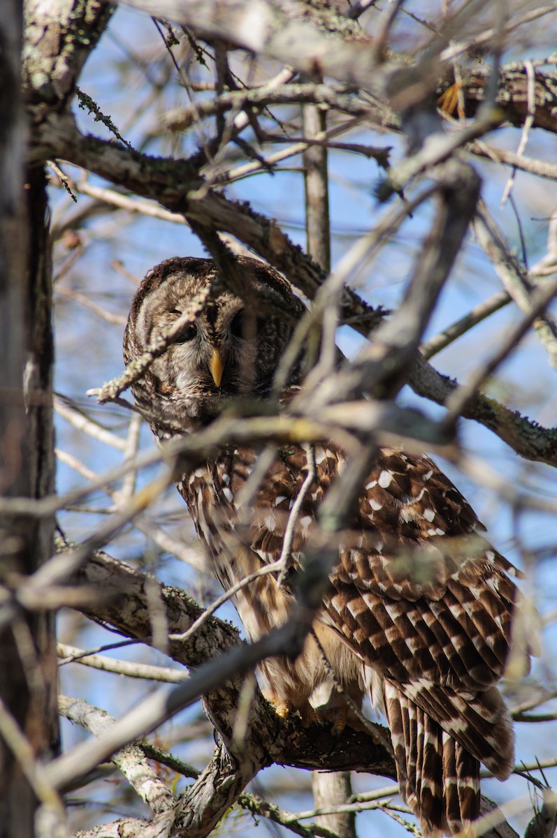 Barred Owl - ML31153391