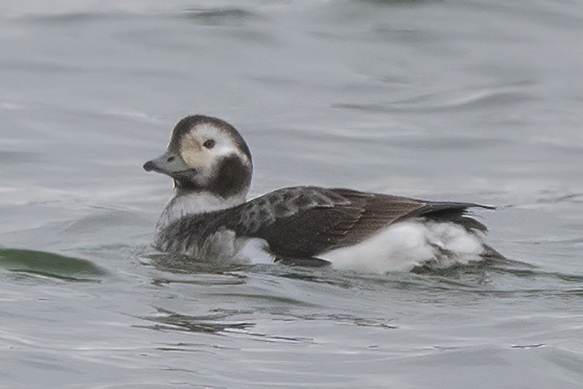 Long-tailed Duck - ML311535721