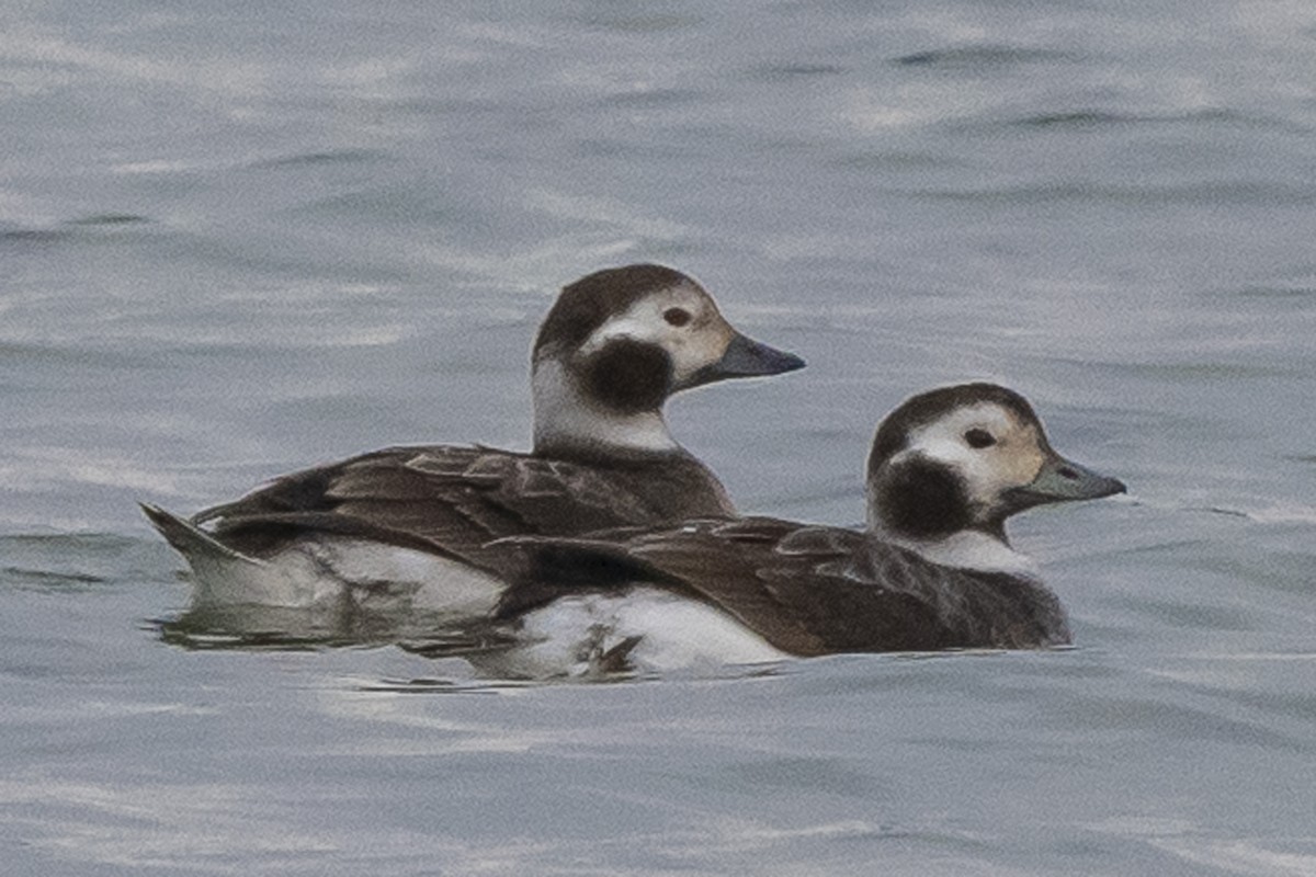 Long-tailed Duck - ML311535851