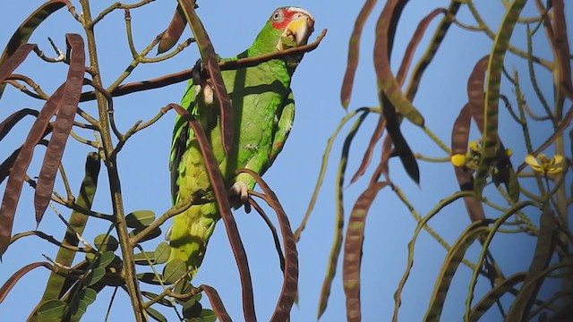 White-fronted Parrot - ML311538361