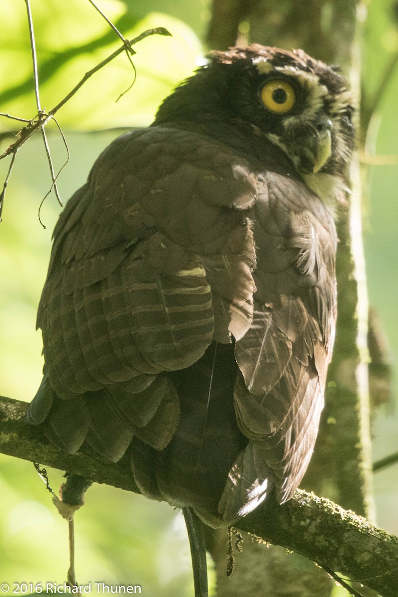 Spectacled Owl - ML311543511