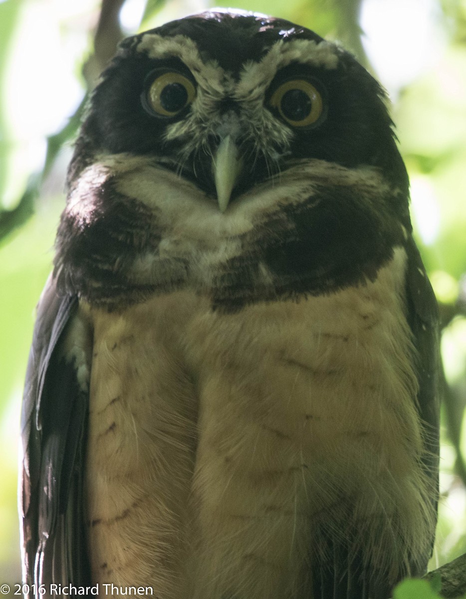 Spectacled Owl - ML311543521