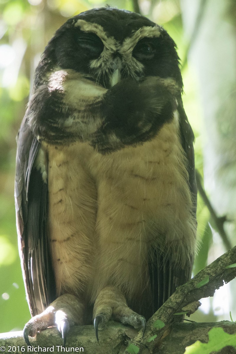 Spectacled Owl - ML311543531