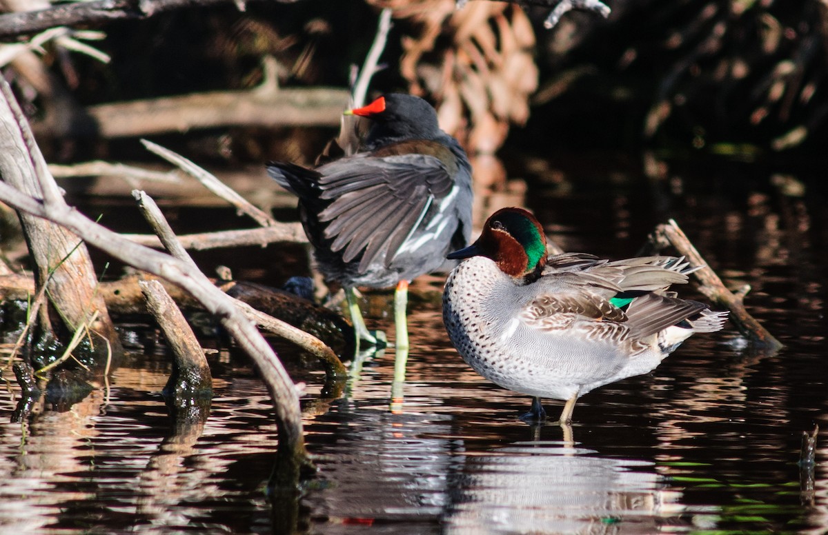 Green-winged Teal - ML31154611