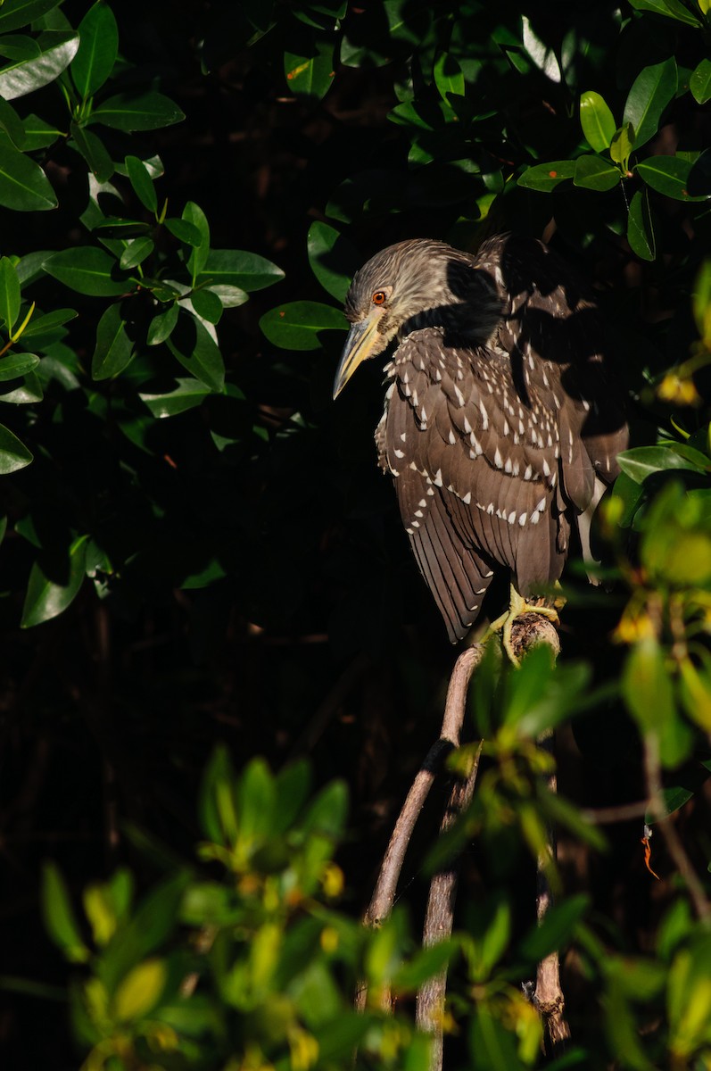 Black-crowned Night Heron - Robert Priddy