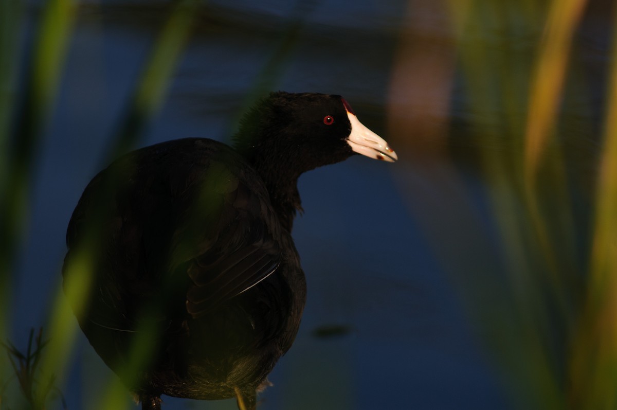 American Coot (Red-shielded) - Robert Priddy