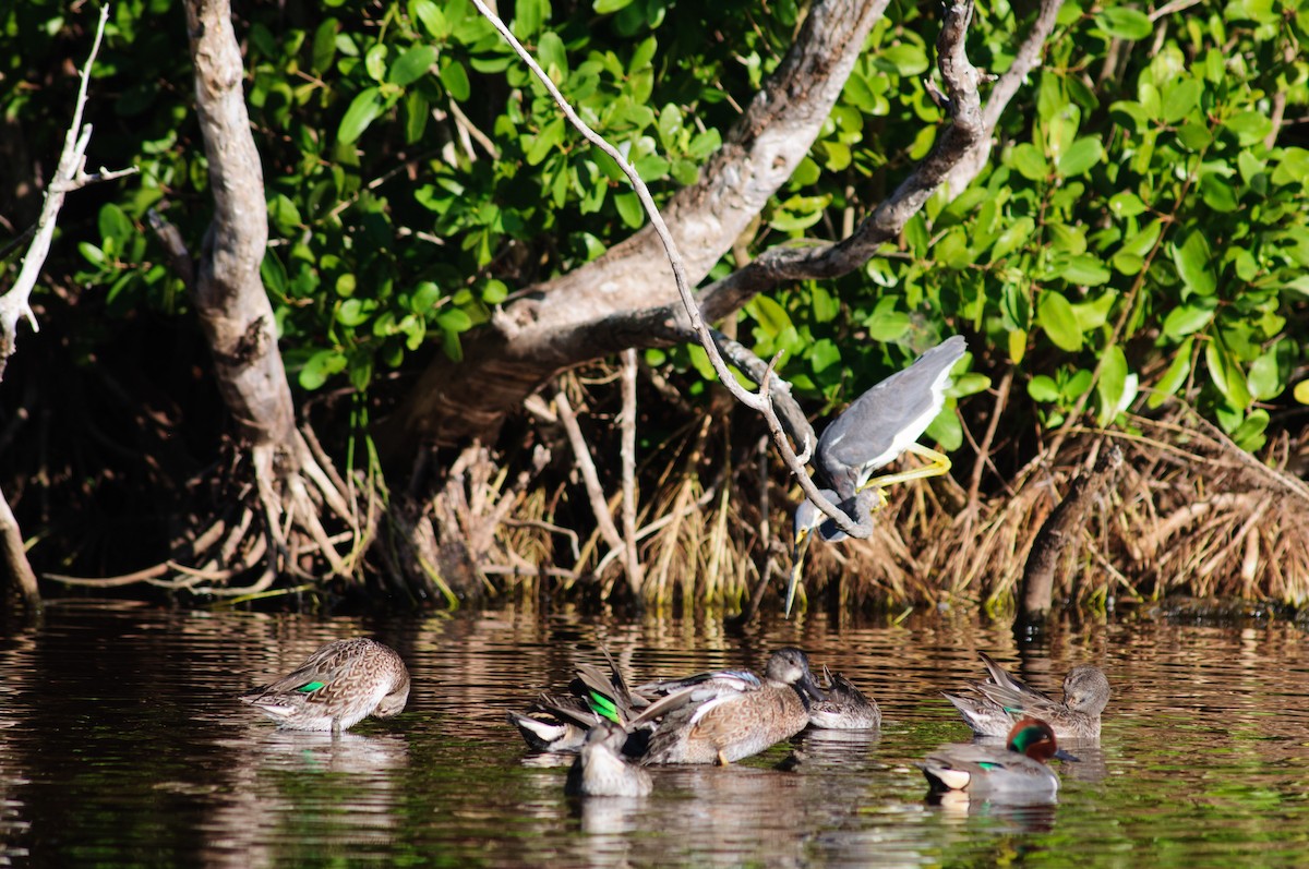 Green-winged Teal - ML31155151