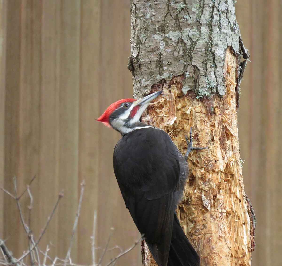 Pileated Woodpecker - ML311551551