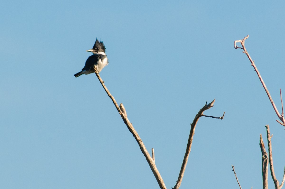 Belted Kingfisher - ML31155211