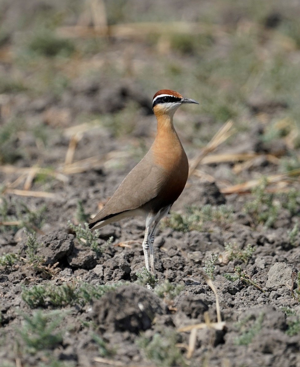 Indian Courser - Kunal Bamby