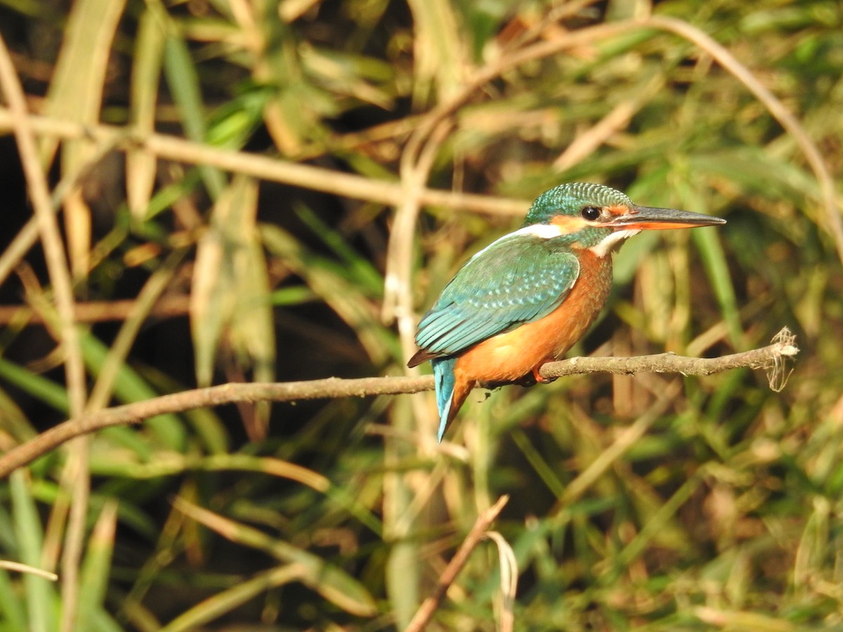 Common Kingfisher - Raja Bandi