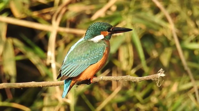 Common Kingfisher - ML311558781