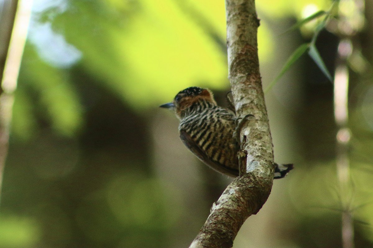 Ochre-collared Piculet - ML311559771