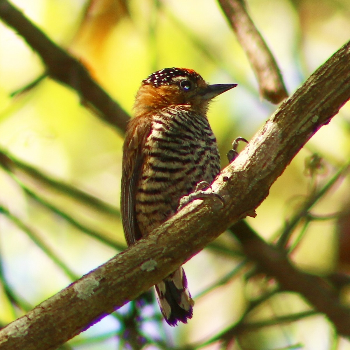 Ochre-collared Piculet - ML311559841