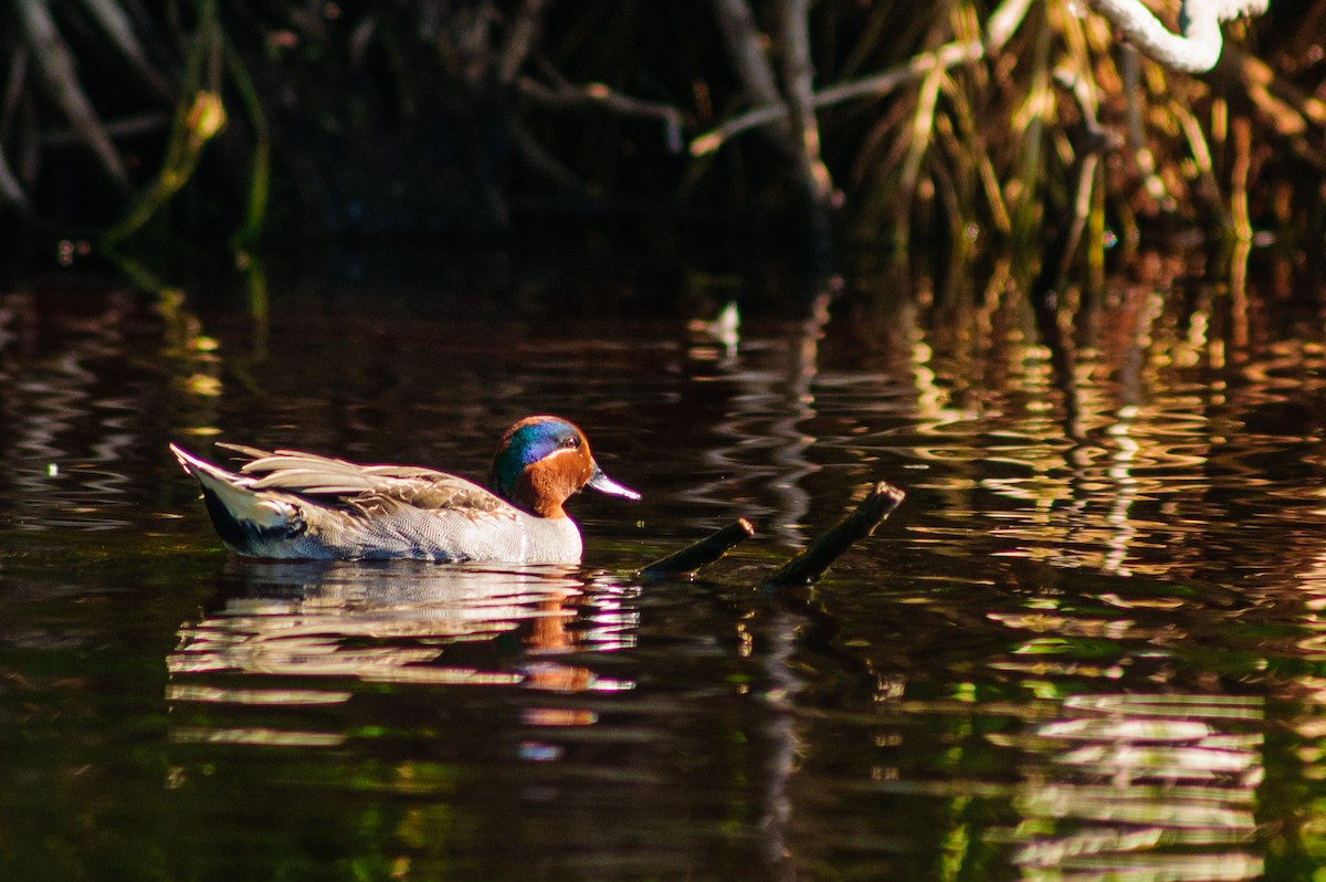 Green-winged Teal - ML31156361