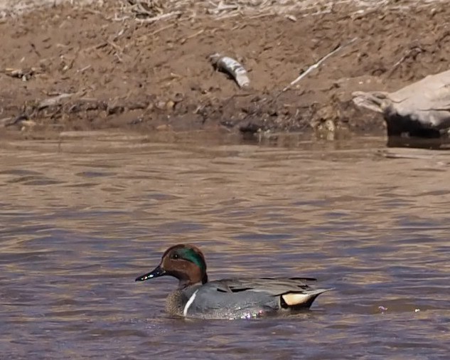 Green-winged Teal - ML311566771