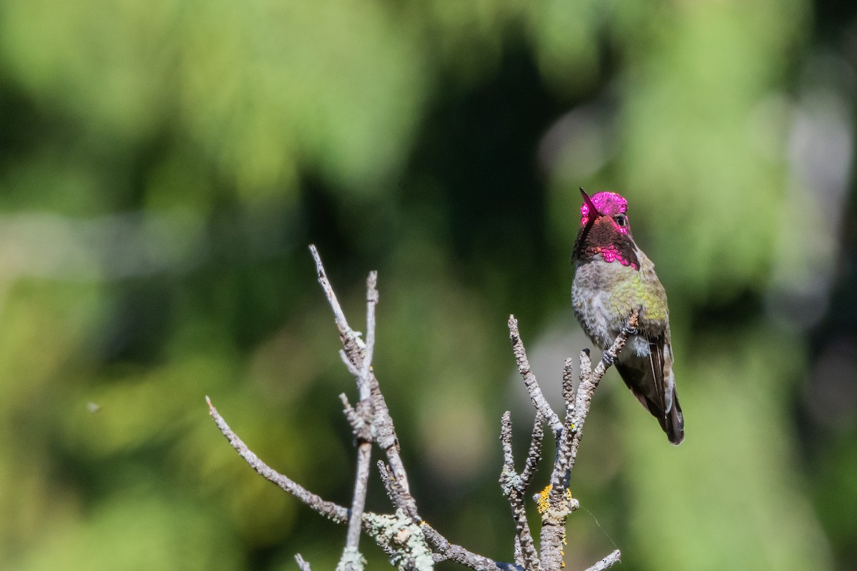 Anna's Hummingbird - Wen Hsu
